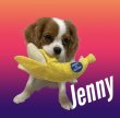 画像1:  【Jennyちゃんお気に入り】 バナナ (1)