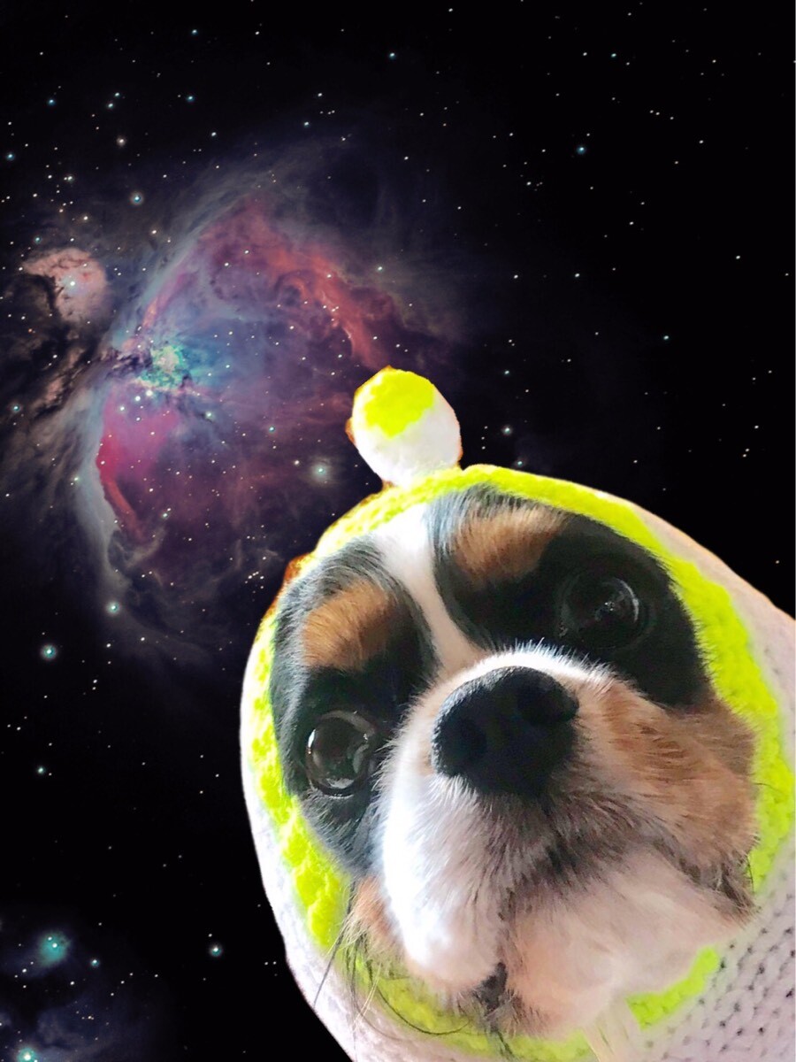 宇宙犬スヌード ネオンカラー ｉｎｕ ｃｌｏｓｅｔ