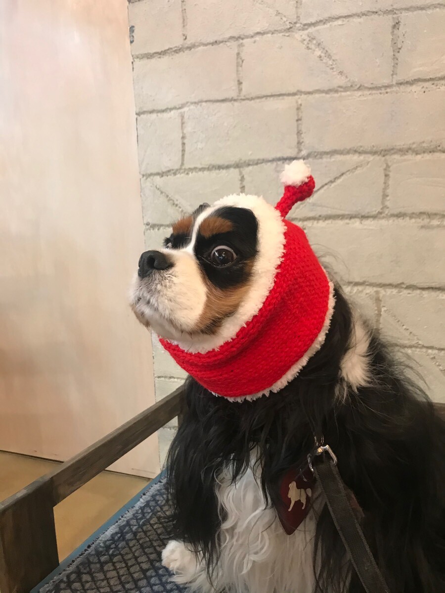 宇宙犬スヌード サンタ宇宙犬 ｉｎｕ ｃｌｏｓｅｔ